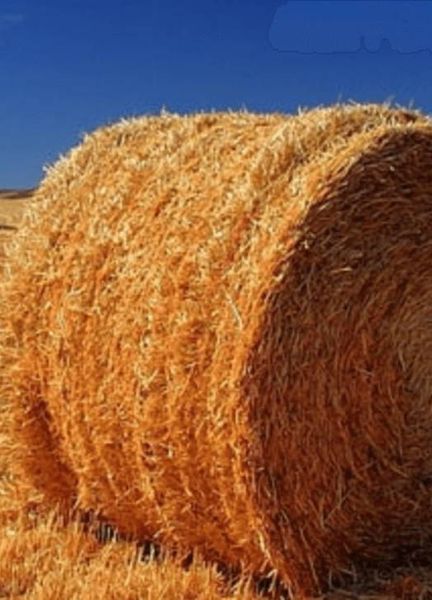 Hay from Malaysia supplied by Famox Grain - Full Bale Hay
