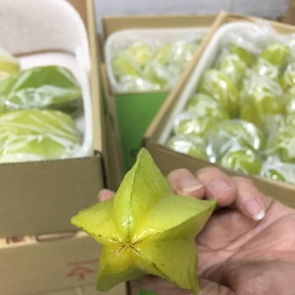 Starfruit (B10) from 말레이시아 supplied by Janelite Resources - Size: 30s 스타프루트