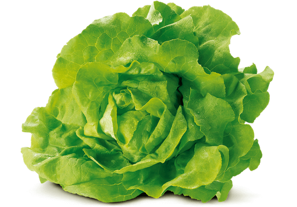 Lettuce from 독일 supplied by Erzeugergroßmarkt Langförden-Oldenburg eG - Oak Leaf (=Gentile Oak Leaf=Green Oak Leaf=Red Oak Leaf) 신선 상추