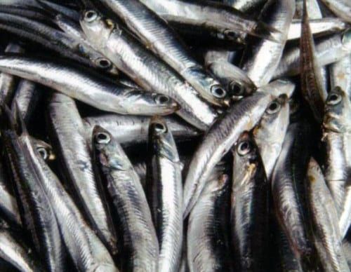 Frozen Anchovy from Greece supplied by AFENTOULIS, L., & CO. OE - Whole (=In The Round) Frozen Anchovy