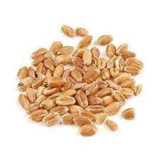 Organic Wheat Kernel from 독일 supplied by Gut Schmerwitz GmbH & Co. KG - Kernel 소맥