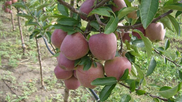Fresh Apple from 몰도바 supplied by Delectar SRL - Bulk (Bulk in Container or Bulk in Vessel) 신선 사과
