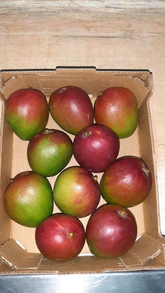 Mango from Peru supplied by Agricola Nuestra Tierra S.A. - High Quality Fresh Mango