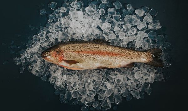Fresh Trout from 노르웨이 supplied by SANDEFISK AS - Fresh (=Chilled=Raw) 냉동 송어