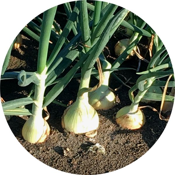Onions from 미국 supplied by CSS Farms - Sweet Onion - Sunions 신선 양파