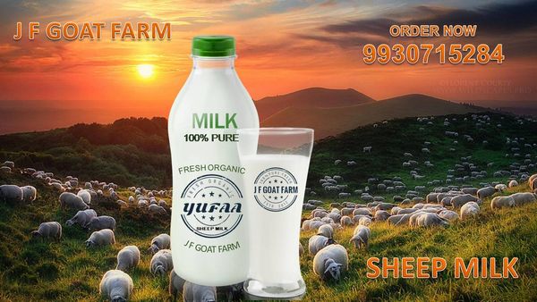 Sheep Milk from 인도 supplied by J F GOAT FARM - 3.25 양유