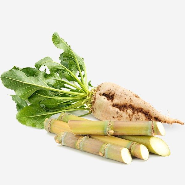 Sugar Beet from Russia supplied by LLC Sucden Brandnames Marketing - Sugar Beet