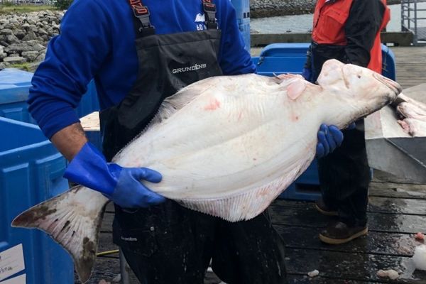 Halibut from United States supplied by 60° North Seafoods - Fresh (=Chilled=Raw) Fresh Halibut