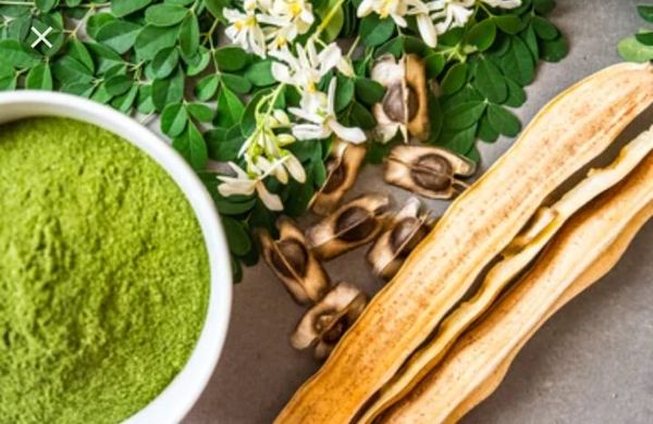 Moringa from Kenya supplied by Mina logistics services LLC - Moringa
