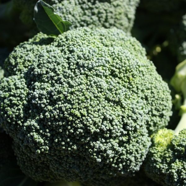 Broccoli from Australia supplied by Country Road Produce - Premium Quality Fresh Headed Broccoli