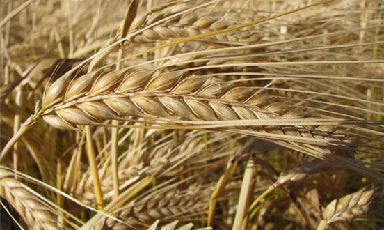 Feed Barley from 우루과이 supplied by Malteria Oriental S.A [MOSA] - For Feed 보리
