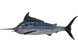 Fresh Swordfish from Sri Lanka supplied by JAY SEAFOODS PROCESSING - Whole (=In The Round) Frozen Whole Swordfish