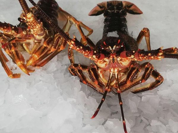 Crayfish from South Africa supplied by Gordon's Bay Fisheries - Whole Frozen Crayfish