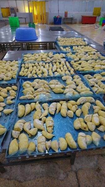 Frozen Durian Fruit, Whatsapp +84.907956597 from Vietnam supplied by TH Foodstuff Company - Organic Star Fruit