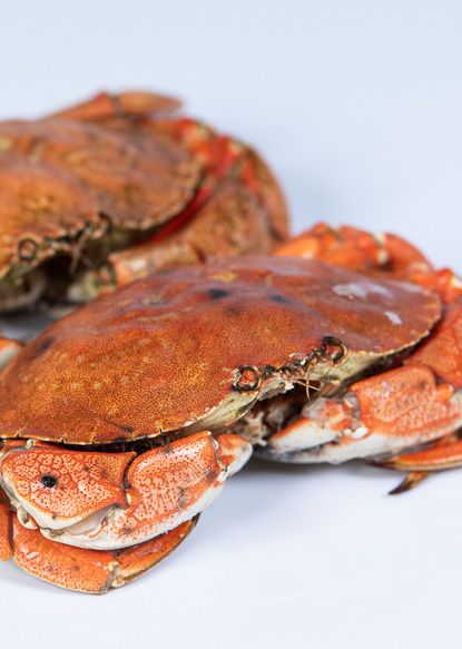Crab from 아이슬란드 supplied by Royal Iceland - Rock Crab - Atlantic Rock Crab (=Cancer irroratus) 냉동 게