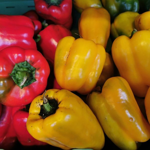 Fresh Bell Pepper from Germany supplied by Fischer - Gemüse GmbH & Co. KG - Green Fresh Bell Pepper