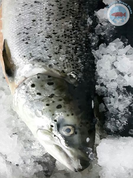 King Salmon from 인도네시아 supplied by PT. Oceanica Megah Utama - With Bone 연어