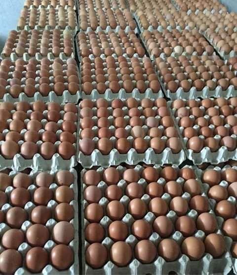 Egg from 남아프리카공화국 supplied by Acorn Poultry - Fresh 달걀