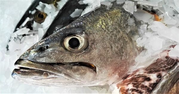 Cape Salmon from South Africa supplied by Gordon's Bay Fisheries - Cape Salmon Salmon