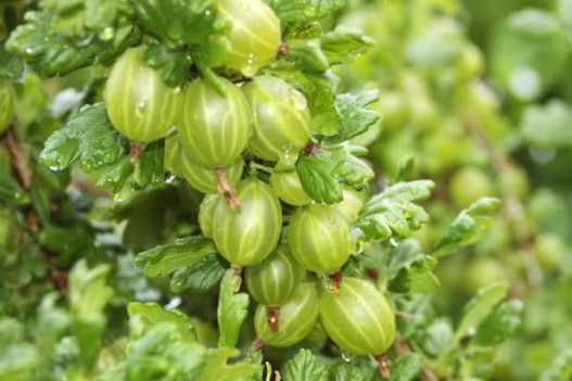 Fresh Whole Gooseberry from 폴란드 supplied by RAJPOL TRADE SP. Z O.O. - Pax 신선 구스베리