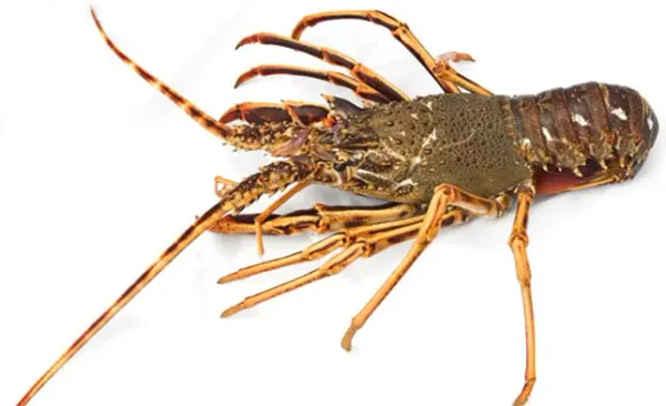 Live Irish Crayfish from Ireland supplied by Connemara Seafoods Frozen Ltd - Whole Frozen Crayfish