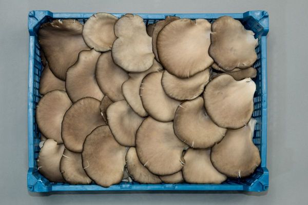 fresh oyster mushroom from 폴란드 supplied by GRZYBMAR Sp. z o.o. - Whole 느타리버섯