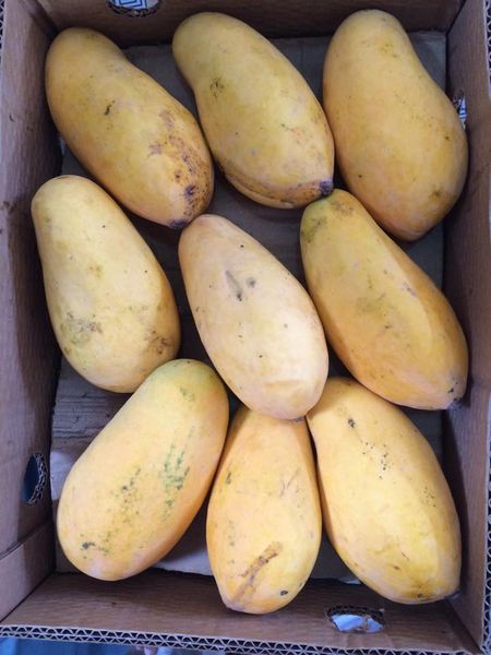 Mangoes from Pakistan supplied by Papu & Co - Whole Fresh Mango