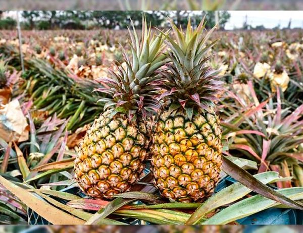 Pineapple from 대만 supplied by Blossom Fortune Ltd. - 크라운 포함(=Crowned) 신선 파인애플