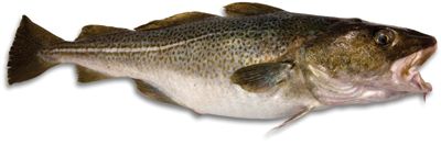 Fresh Cod from 캐나다 supplied by Cusimer - Fillet 냉동 대서양 대구