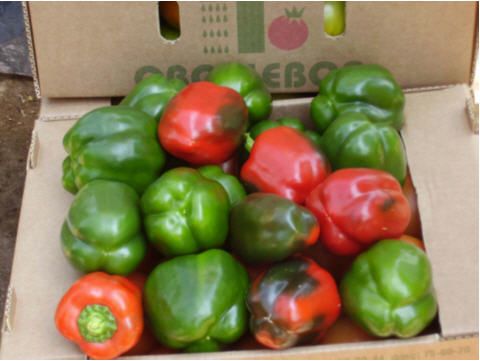 Bell Pepper from 러시아 supplied by Farm Open Joint Stock Company "Ovoschevod" - Green 신선 피망