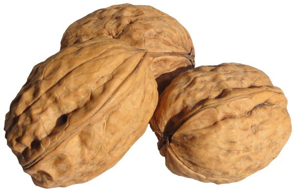 Dried Walnut in Shell from 프랑스 supplied by SARL RIVIERE - Light Brown 생호두