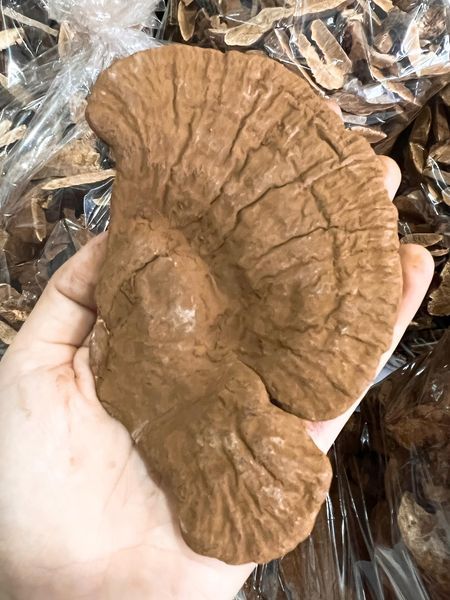 Reishi Mushroom from 베트남 supplied by Nhân Hoà Vegie - Brown 기타 신선 버섯류