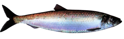 Herring from 노르웨이 supplied by NORGES SILDESALGSLAG SA - Fresh (=Chilled=Raw) 청어