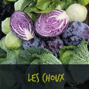 Cabbage from France supplied by SARL LES SERRES DES ANGLOIS - Purple Kale