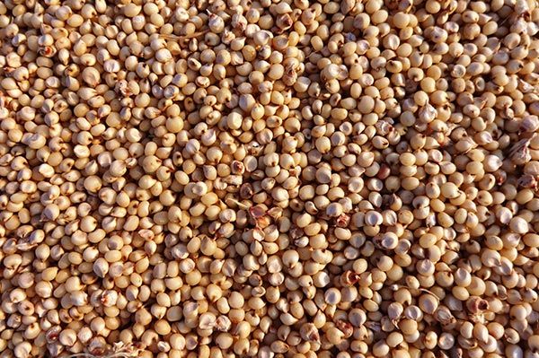 Sorghum Seeds from 러시아 supplied by LLC Agroplazma - 수수