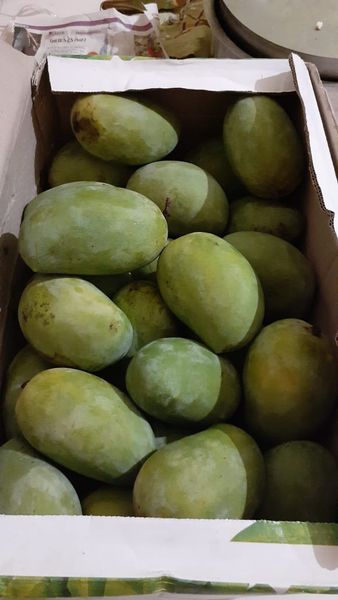 Mango from India supplied by R S Enterprise - Small Fresh Mango