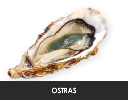 Fresh Oyster from Portugal supplied by Nini Peixe, Lda. - Fresh (=Chilled=Raw) Fresh Oyster