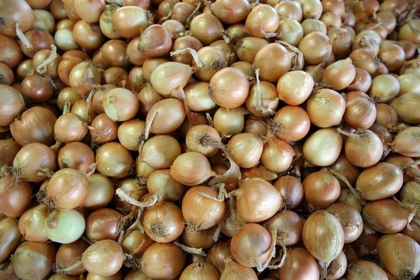Onions from Turkiye supplied by Ozelgida - Whole Fresh Onion