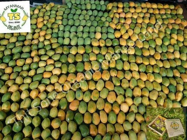 Fresh Mango from 미얀마 [버마] supplied by Thit Sone Organic Mango Land - 신선 망고 신선 망고