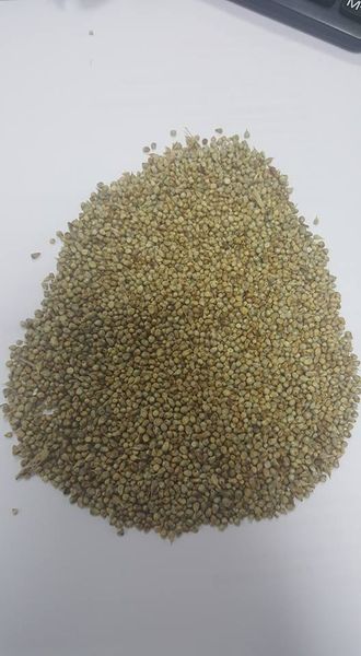 Millet from 아랍 에미리트 연합국 supplied by GEO FRESH LLC - Conventional 밀레