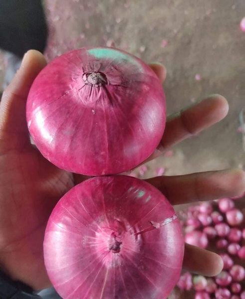 Onion from India supplied by Willingers Global Pvt Ltd - Size: >70 mm Fresh Onion