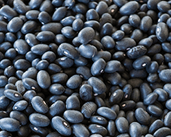 Raw Beans from 미국 supplied by ABS QUARTERS - Pinto 말린 일반 콩