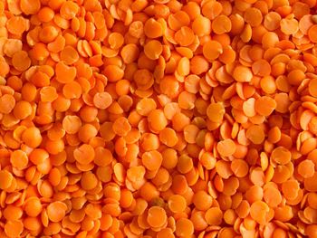 Red Split Lentils from South Africa supplied by Promiseland Import and Export Group - Red Lentil (=Masoor Dal =Masur Dal) Dried Lentil