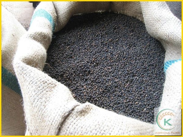 Vietnam Organic Black Pepper 550 G/L from Vietnam supplied by K Agriculture - PP Bags (25kg) Whole Black Peppercorn