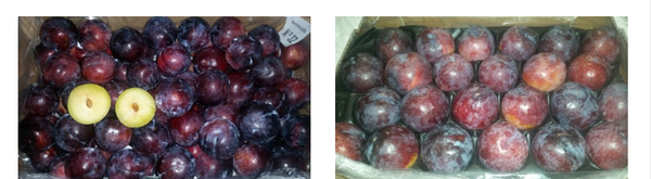 Plum & Apricot from Spain supplied by NOGAL FRUITS EXTREMADURA, S.L. - Plum - Angelino Fresh Plum