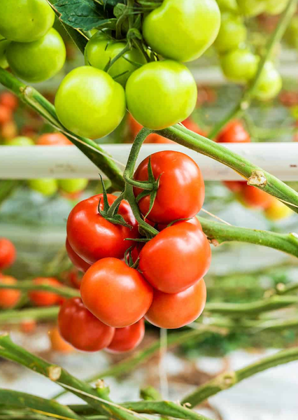 Xandor from Netherlands supplied by Duijvestijn - Whole Fresh Tomato