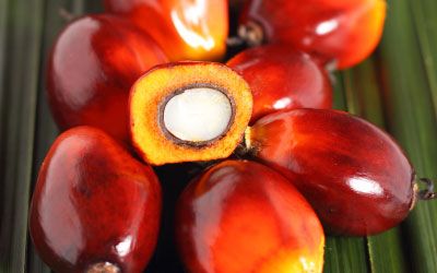 Palm Kernel from 인도네시아 supplied by PT. Multi Agro Gemilang Plantation Tbk - 팜핵 껍질