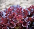 Lettuce from 멕시코 supplied by Hortalizas Gourmet - Red 신선 상추