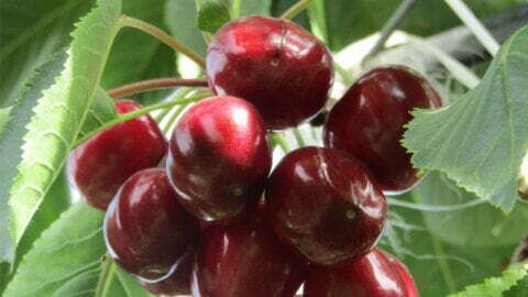 Cherry (Fresh) from Chile supplied by Exportadora ALSU SPA - Red Fresh Sweet Cherry