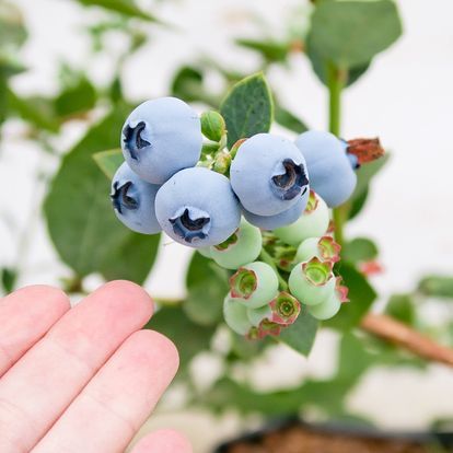 Blueberries from Peru supplied by Greenway S.A. - Purple Fresh Blueberry